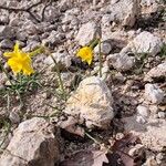 Narcissus assoanus عادت داشتن