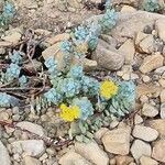 Sedum spathulifolium Habit