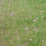 Armeria canescens Libunga