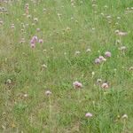 Armeria canescens आदत