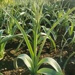 Allium polyanthum পাতা