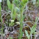 Neatostema apulum Hábito