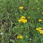 Tanacetum vulgareFleur