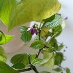 Capsicum pubescens Λουλούδι