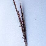 Bothriochloa ischaemum 花