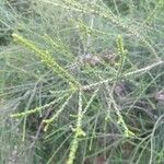 Melaleuca huegelii Hoja
