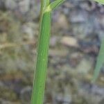 Glyceria notata その他の提案