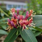 Lonicera acuminata Fiore