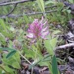 Trifolium medium花