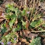 Pulmonaria officinalis Habitus