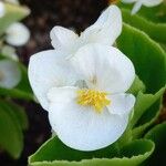 Begonia cucullata ফুল