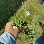 Stellaria alsine Kvet