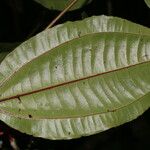 Miconia lateriflora Feuille