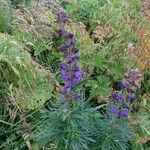 Aconitum napellus Квітка