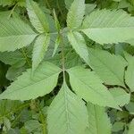 Bidens frondosa Folha