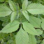 Bidens frondosa Blad