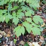 Actaea spicataHabitus