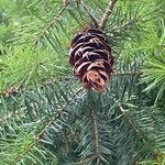 Pseudotsuga menziesii Gyümölcs