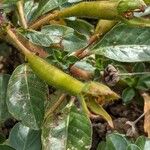 Ludwigia peploides Gyümölcs