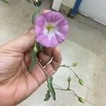 Convolvulus arvensisFlower