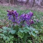 Corydalis solidaFloare