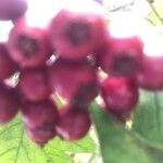Sorbus latifolia Vili