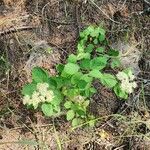 Spiraea betulifolia 葉