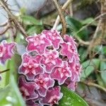 Hoya carnosaFlower