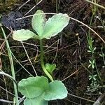 Menyanthes trifoliata Lehti