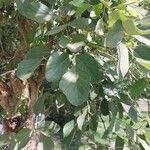 Butea monosperma Frunză