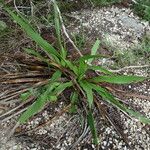 Yucca rupicola Habit