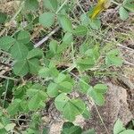 Crotalaria laburnifolia Hostoa