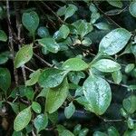 Rhaphiolepis × delacourii Φύλλο