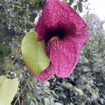 Aristolochia littoralis Blüte