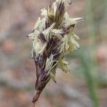 Sesleria caerulea Frukt