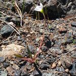 Lewisia oppositifolia 形态