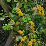 Azara serrata অভ্যাস