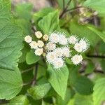Ageratina adenophora Цвят