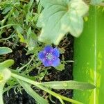 Phacelia campanularia Blüte