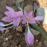 Colchicum cupanii Квітка