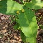 Syzygium aqueum Folha