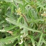 Diplotaxis tenuifolia Leaf