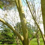 Juglans mandshurica Corteza