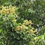 Pterocarpus officinalis Агульны выгляд