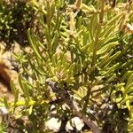 Campylanthus salsoloides Hoja