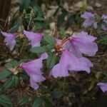 Rhododendron uniflorum Flor