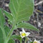 Solanum physalifolium Цвят