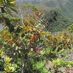 Phyllanthus virgultiramus Habitat