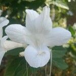 Barleria cristataFlower