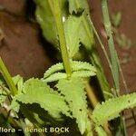 Scrophularia laevigata Other